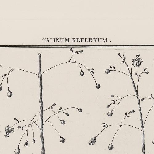 I Talinum Reflexum