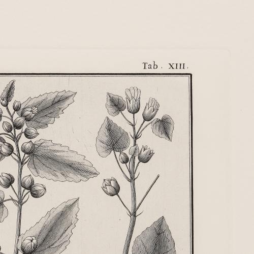 XIII Sidae Herbaceae