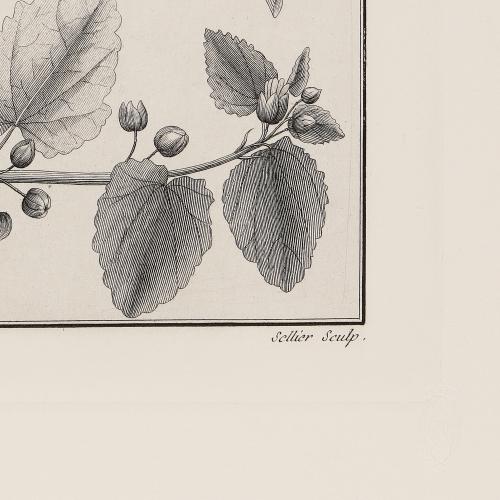 XIII Sidae Herbaceae