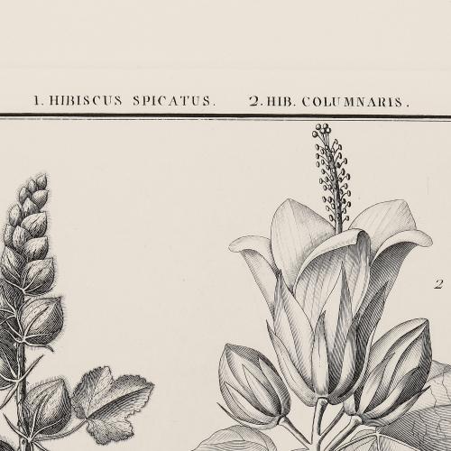 LIX Hibiscus Spicatus Hib Columnaris