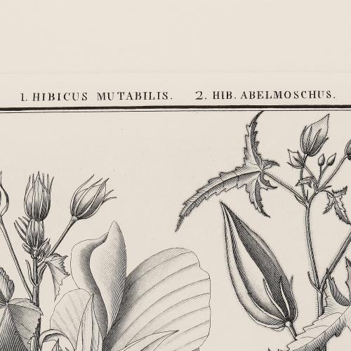 LXII Hibiscus Mutabilis Hib Abelmoschus