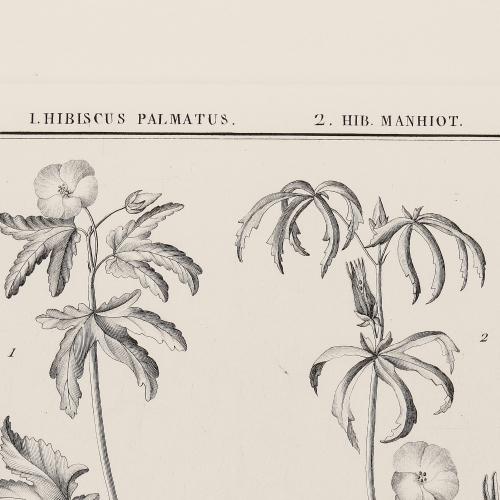 LXIII Hibiscus Palmatus Hib Manhiot