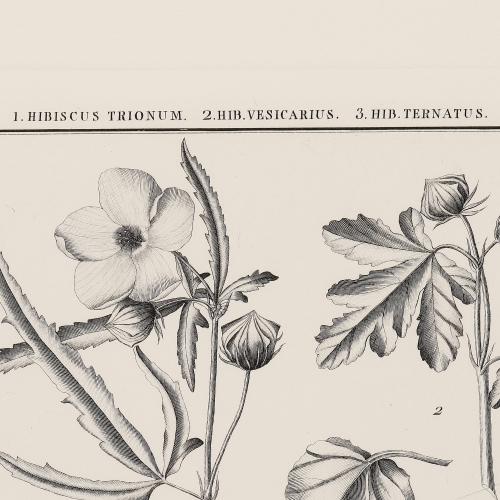 LXIV Hibiscus Trionum Hib Vesicarius Hib Ternatus