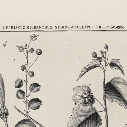 LXVI Hibiscus Micranthus Hib Pedunculatus Hib Pentacarpos
