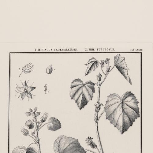 LXVIII Hibiscus Senegalensis Hib Tubulosus