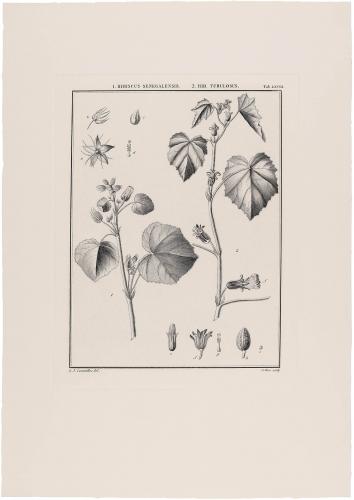 LXVIII Hibiscus Senegalensis Hib Tubulosus