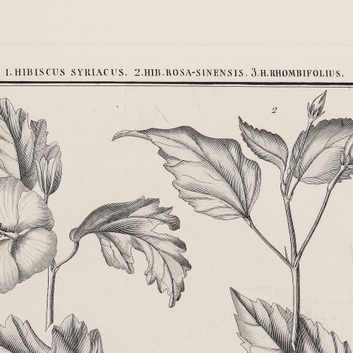 LXIX Hibiscus Syriacus Hib Rosa-Sinensis Hib Rhombifolius