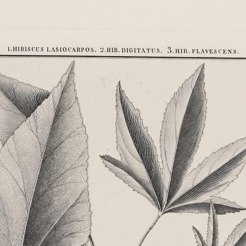 LXX Hibiscus Lasiocarpos Hib Digitatus Hib Flavesceus