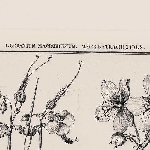 LXXXV Geranium Macrolizum Ger Batrachioides