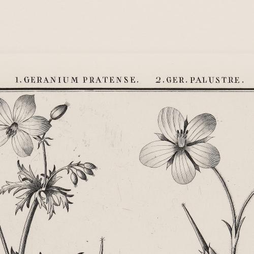 LXXXVII Geranium Pratense Ger Palustre