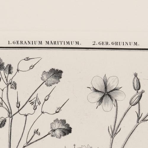 LXXXVIII Geranium Maritimun Ger Gruinum