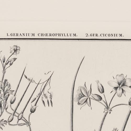 XCV Geranium Choerophyllum Ger Ciconium