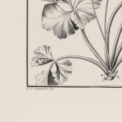 XCVII Geranium Capillare Ger Oxaloides G Trifolium