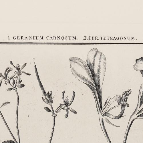 XCIX Geranium Carnosum Ger Tetragonum