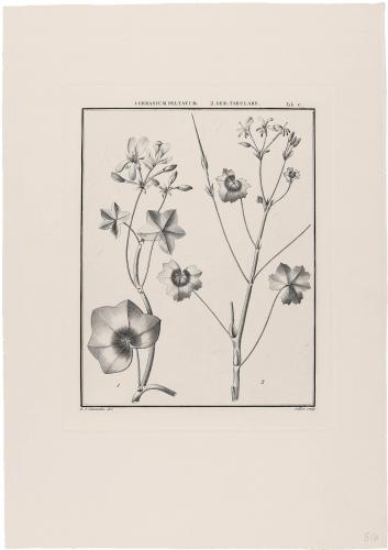 C Geranium Pellatum Ger Tabulare