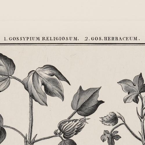 CLXIV Gossypium Religiosum Gos Herbaceum