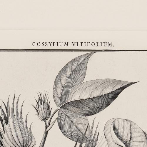 CLXVI Gossypium Vitifolium
