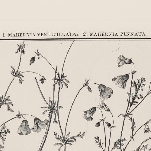 CLXXVI Mahernia Verticillata Mahernia Pinnata