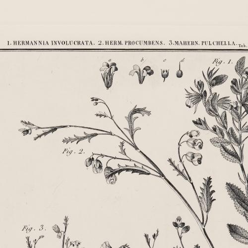 CLXXVII Hermannia Involucrata Herm Procumbens Mahernia Pulch…