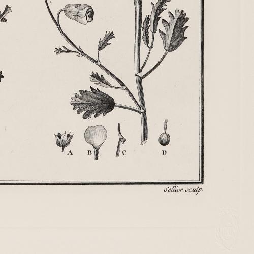 CLXXVII Hermannia Involucrata Herm Procumbens Mahernia Pulch…