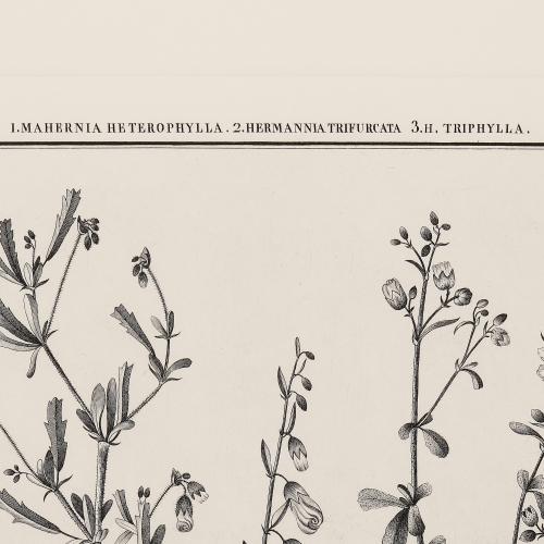 CLXXVII Mahernia Heterophylla Hermannia Trifurcata H Trhiphy…