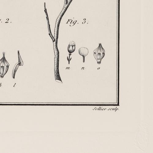 CLXXVII Mahernia Heterophylla Hermannia Trifurcata H Trhiphy…