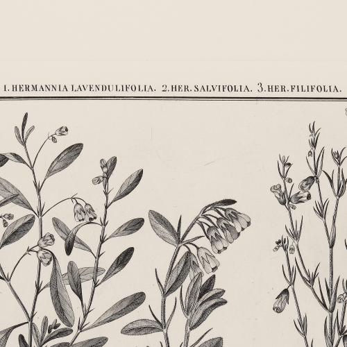 CLXXX Hermannia Lavendulifolia Her Salvifolia H Filifolia