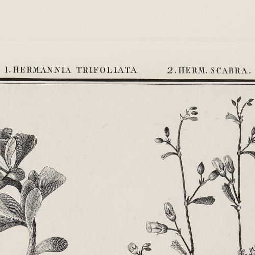 CLXXXII Hermannia Trifoliata Her Scabra