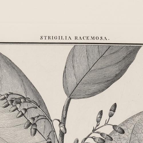CCI Strigilia Racemosa