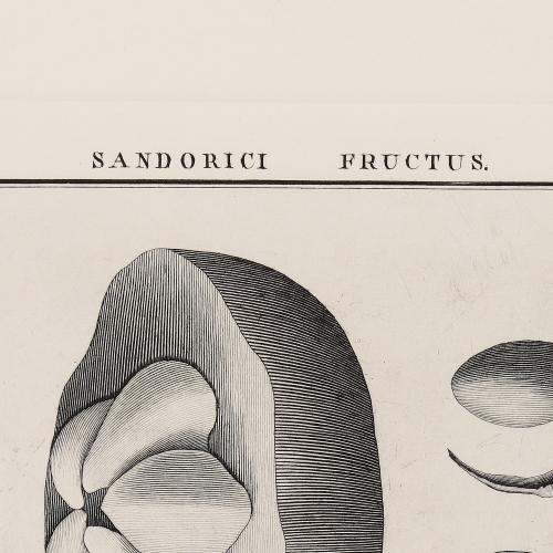 CCIII Sandorici Fructus