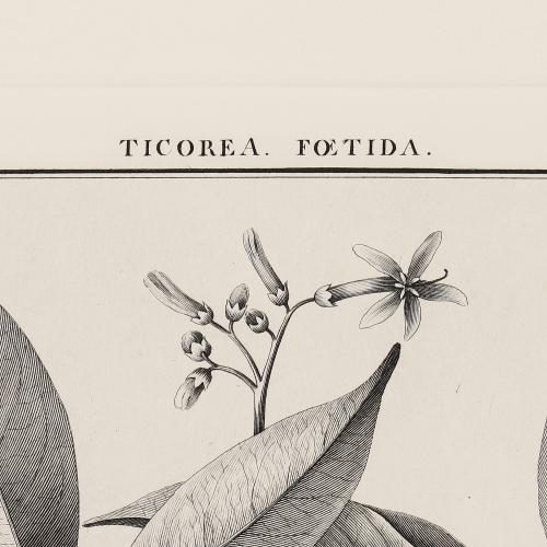 CCVI Ticorea Foetida