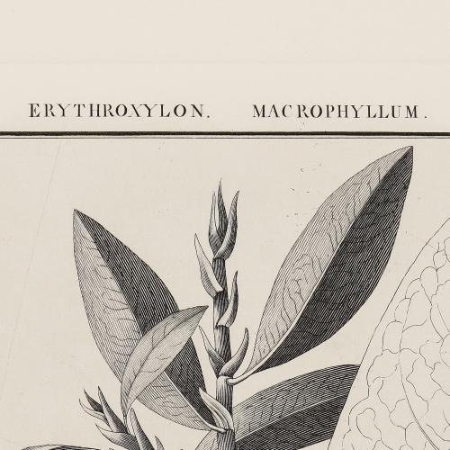 CCXXVII Erythroxylon Macrophyllum