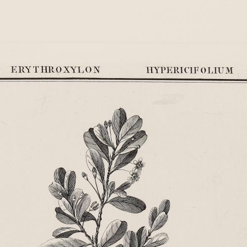 CCXXX Erythroxylon Hypericifolium