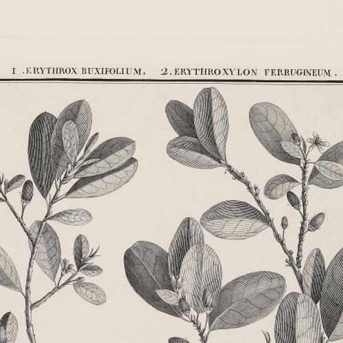 CCXXXI Erythrox Buxifolium Erythroxylon Ferrugineum