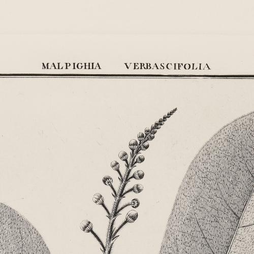 CCXL Malpighia Verbascifolia