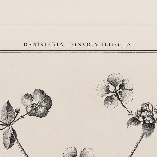 CCLVI Banisteria Convolvulifolia
