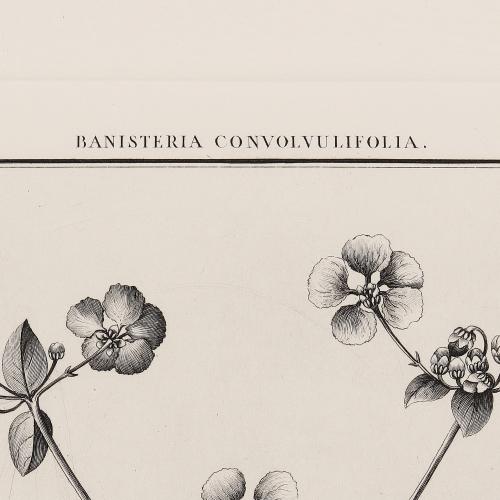 CCLVI Banisteria Convolvulifolia