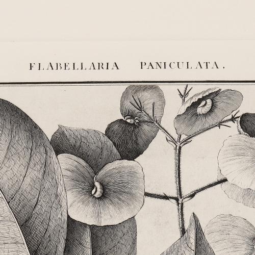 CCLXIV Flabellaria Paniculata
