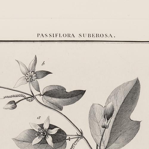 CCLXV Passiflora Suberosa
