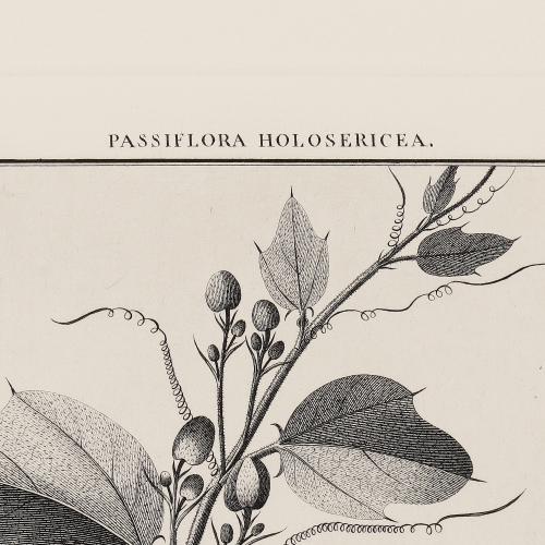 CCXCI Passiflora Holosericea