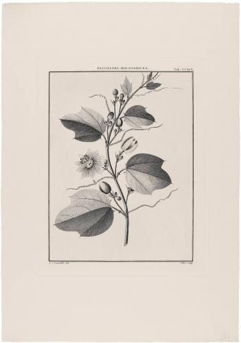 CCXCI Passiflora Holosericea
