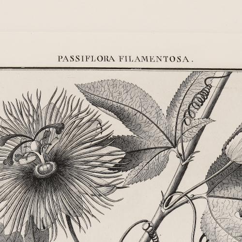 CCXCIV Passiflora Filamentosa