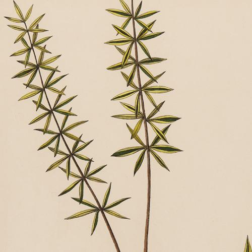 Pteris Subverticillata