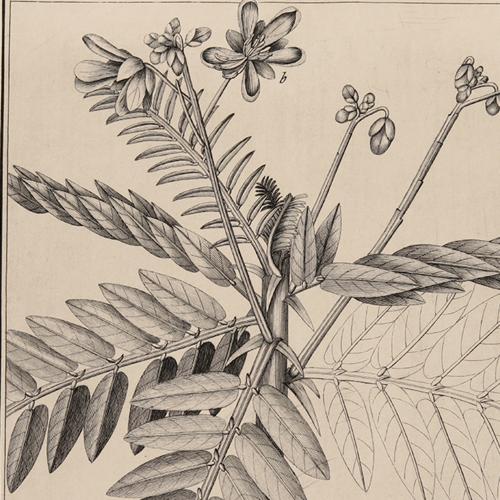 Cassia Papilionacea