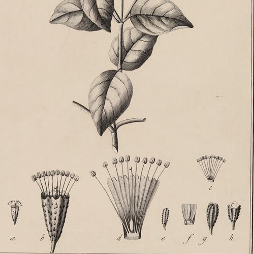 Boerhaavia Arborescens