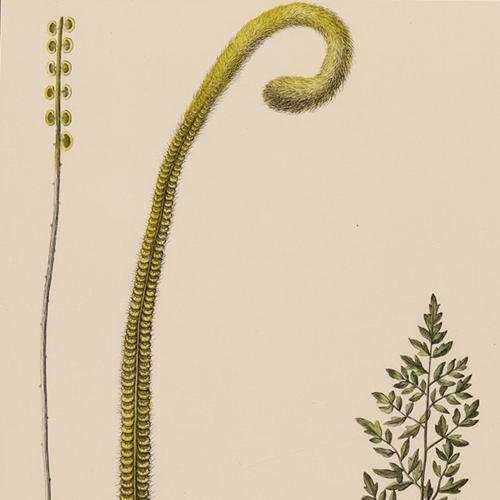 Pteris Imbricata, Pteris Humilis