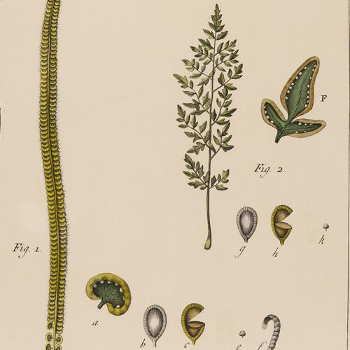 Pteris Imbricata, Pteris Humilis