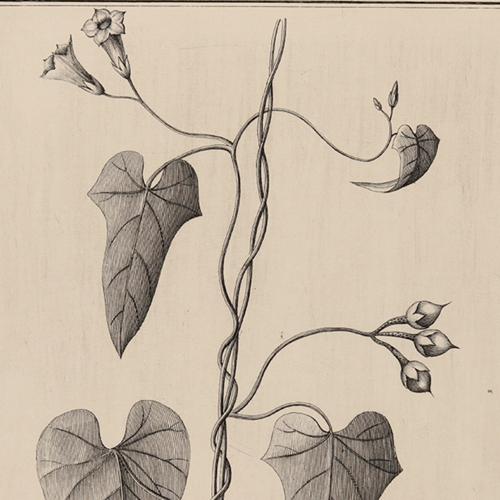 Ipomoea Stylifera