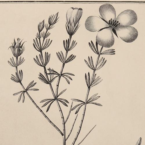 Balbisia Verticillata