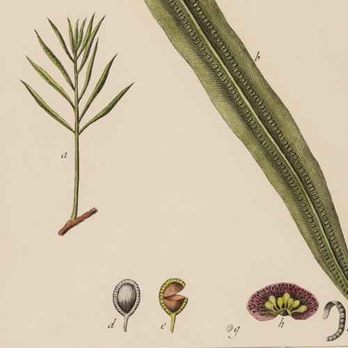 Oleandra Neriformis